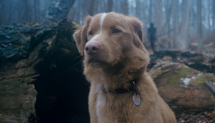 Good Boy Indy in woods 1